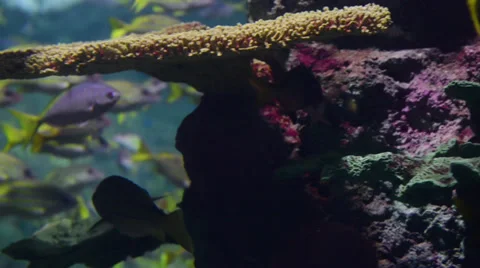 Fishes Stock Footage 32480989