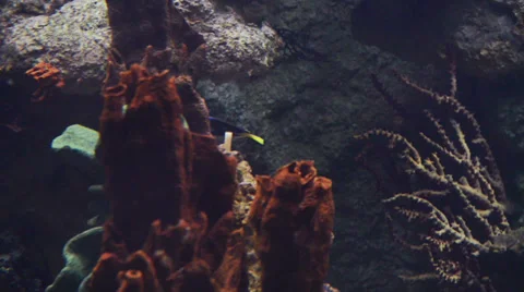 Fishes Stock Footage 32481093