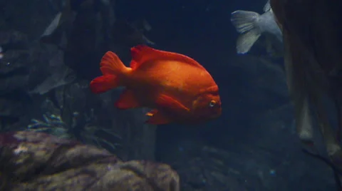 Fishes Stock Footage 32481122