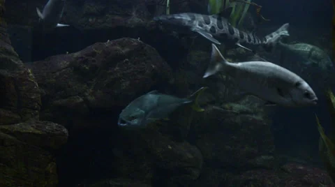 Fishes Stock Footage 32481137