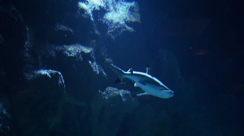 Fishes Stock Footage 32482252