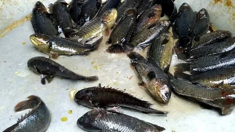 Fishes Stock Footage 126316743