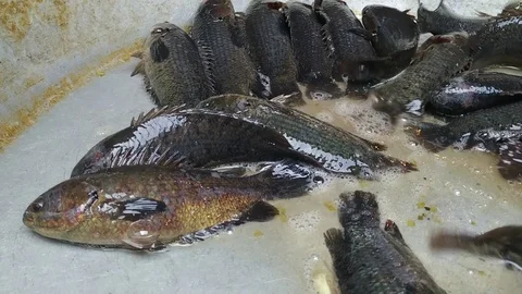 Fishes 動画素材 126342210