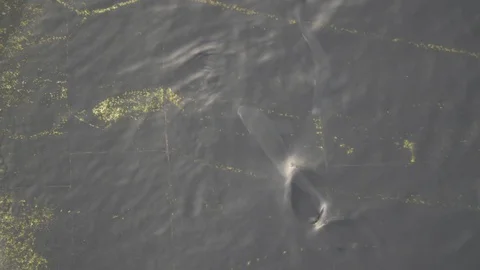 Fishes Video stock 128671696