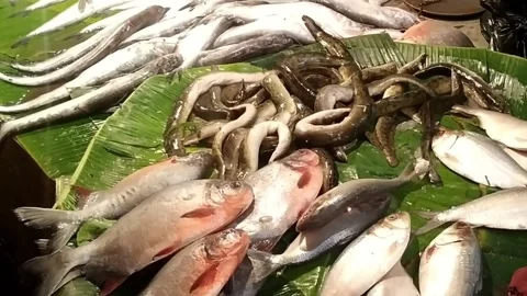 Fishes Stock Footage 160758423