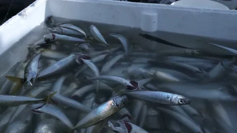 Fishes Stock Footage 170661328