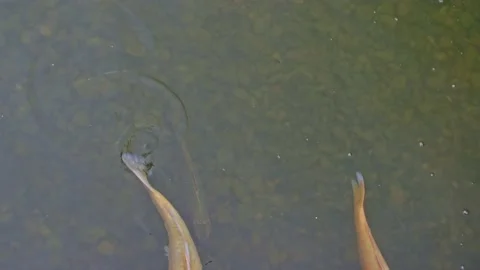 Fishes Vídeos de archivo 203489764