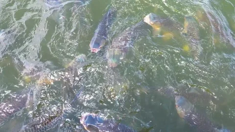 Fishes Vídeo Stock 340485375