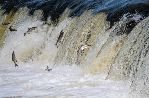 Fishes go for spawning upstream. Vimba jumps over waterfall on the Venta Rive Stock Photos
