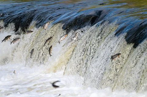 Fishes go for spawning upstream. Vimba jumps over waterfall on the Venta Rive Stock Photos