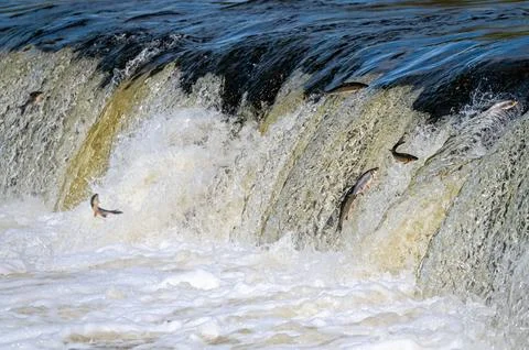 Fishes go for spawning upstream. Vimba jumps over waterfall on the Venta Rive Foto stock