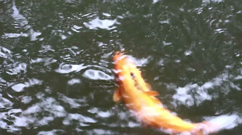 Fishes HD Video stock 29962766