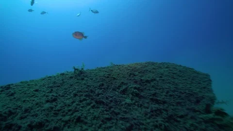 Fishes Hide Underwater Stock Footage 124060932