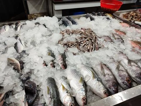 Fishes with ice Stock Photos