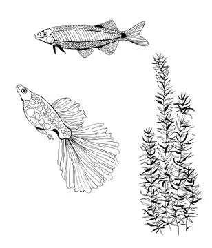 Fishes Stock Illustration