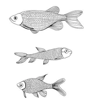 Fishes Stock Illustration