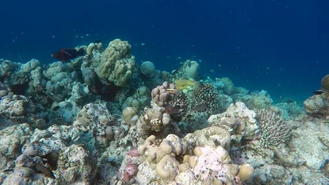 Fishes of the Indian Ocean 2 Stock Footage 101486458