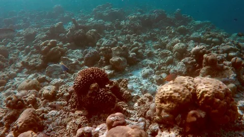 Fishes of the Indian Ocean 3 Stock Footage 101486509