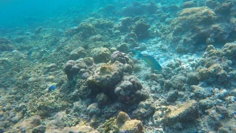 Fishes of the Indian Ocean 4 Stock Footage 101486572