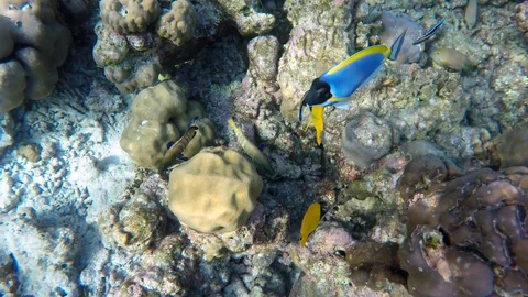 Fishes of the Indian Ocean Stock Footage 101486456