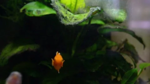 Fishes inside tank Video stock 169323559