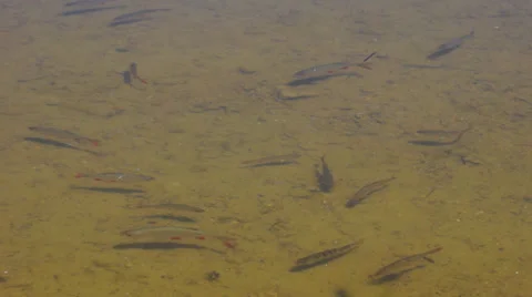 Fishes in a lake Stock Footage 24941255