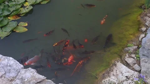 Fishes in lake Stock Footage 100635926