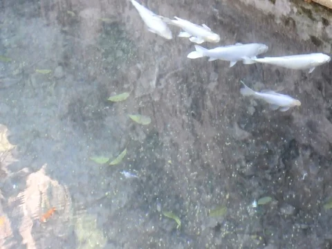 Fishes in the lake Stock Footage 101055490