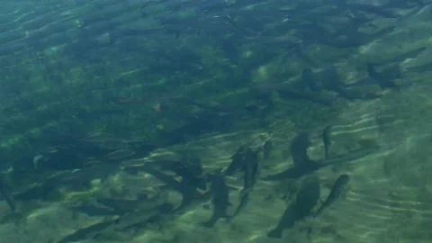 Fishes at lake Stock-Footage 164657491