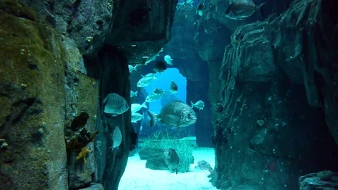 Fishes in a large aquarium Video stock 69827897