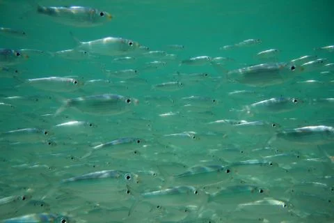 Fishes in the ocean Stock Photos