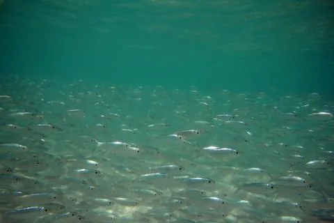 Fishes in the ocean Stock Photos