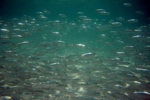 Fishes in the ocean Stock Photos