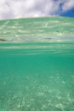 Fishes in the ocean Stock Photos