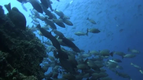 Fishes in Pacific ocean Stock Footage 78474221