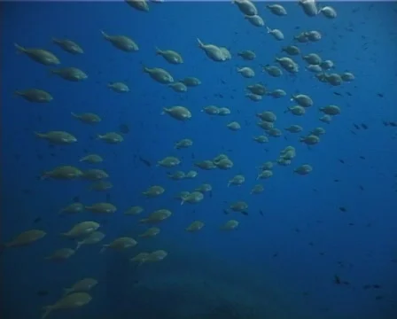 Fishes part 2 (C004b) 動画素材 99333