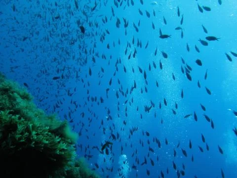Fishes Stock Photos