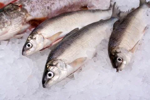 Fishes Stock Photos
