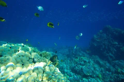 Fishes Foto stock