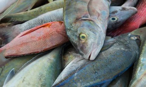 Fishes Stock Photos