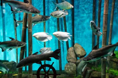 The fishes Stock Photos