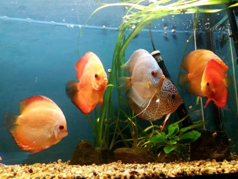 Fishes Stock Photos