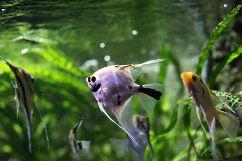 Fishes Stock Photos