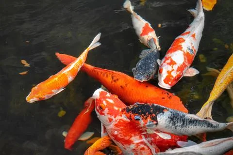 Fishes Stock Photos