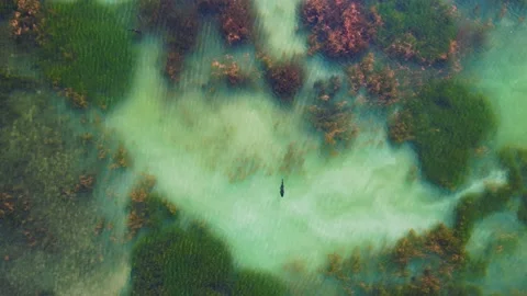 Fishes In The Polluted Water Stock Footage 220010434