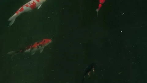 Fishes in the pond 1 Stock Footage 170080410