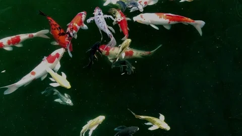 Fishes in the pond 10 Stock Footage 170080683