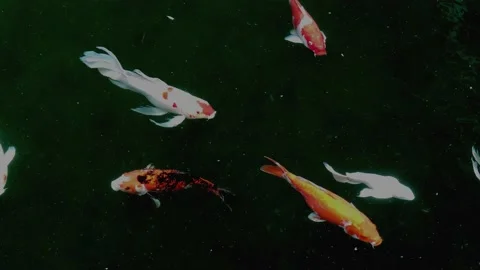 Fishes in the pond 11 Stock Footage 170080659