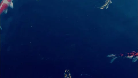 Fishes in the pond 12 Stock Footage 170080696