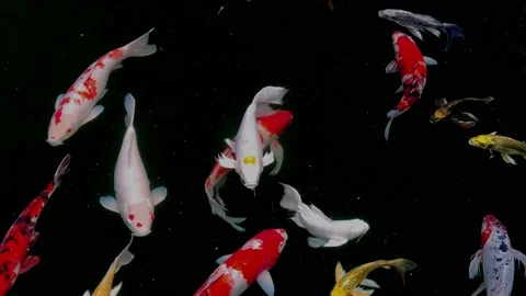 Fishes in the pond 13 Stock Footage 170080667